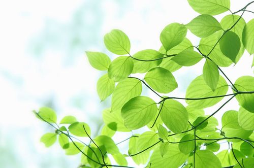 ペレットストーブJASTY