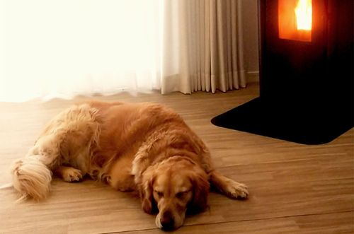 ペレットストーブJASTY